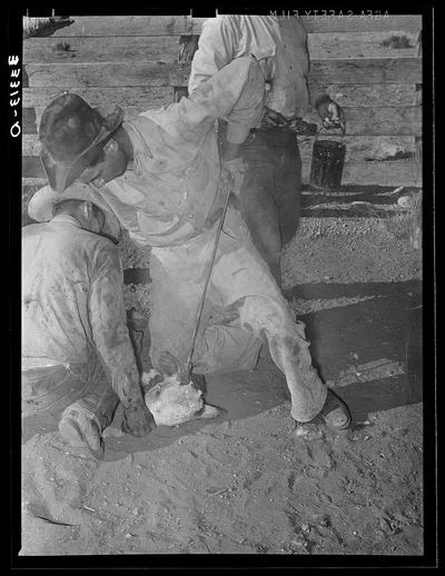 Burning out horns of calf. Cattle ranch near Marfa, Texas, 1939