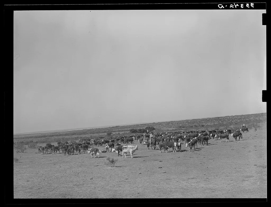 Roundup of cattle on SMS Ranch near Spur, Texas, 1939