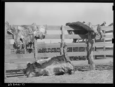 Hides of cattle hanging out to dry on corral fence on ranch near…, 1939