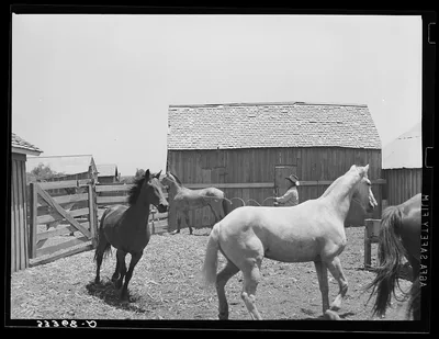 Roping a horse in corral. SMS Ranch near Spur Texas, 1939