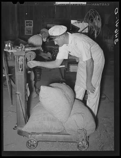 Farmer unloading a trailer of corn feed mill. Taylor, Texas, 1939