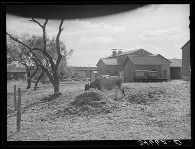 Cotton gin yard with cow eating cotton seed hulls. West, Texas, 1939