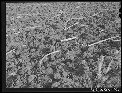 Cornfield after being plowed in the fall. McLennan County, Texas, 1939