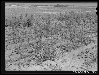 Dead cotton plants after the harvest. McLennan County, Texas, 1939
