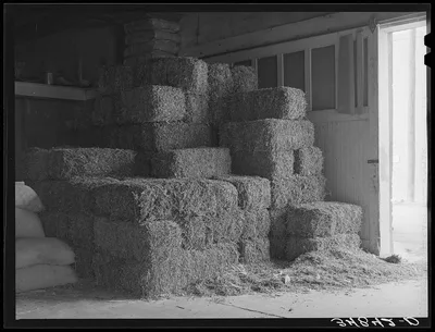 Peanut hay in feed store. Brownwood Texas, 1939