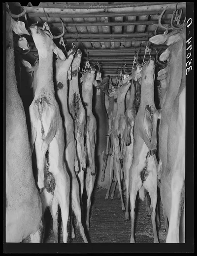 Deer shot during the hunting season in cold storage at icehouse.…, 1939