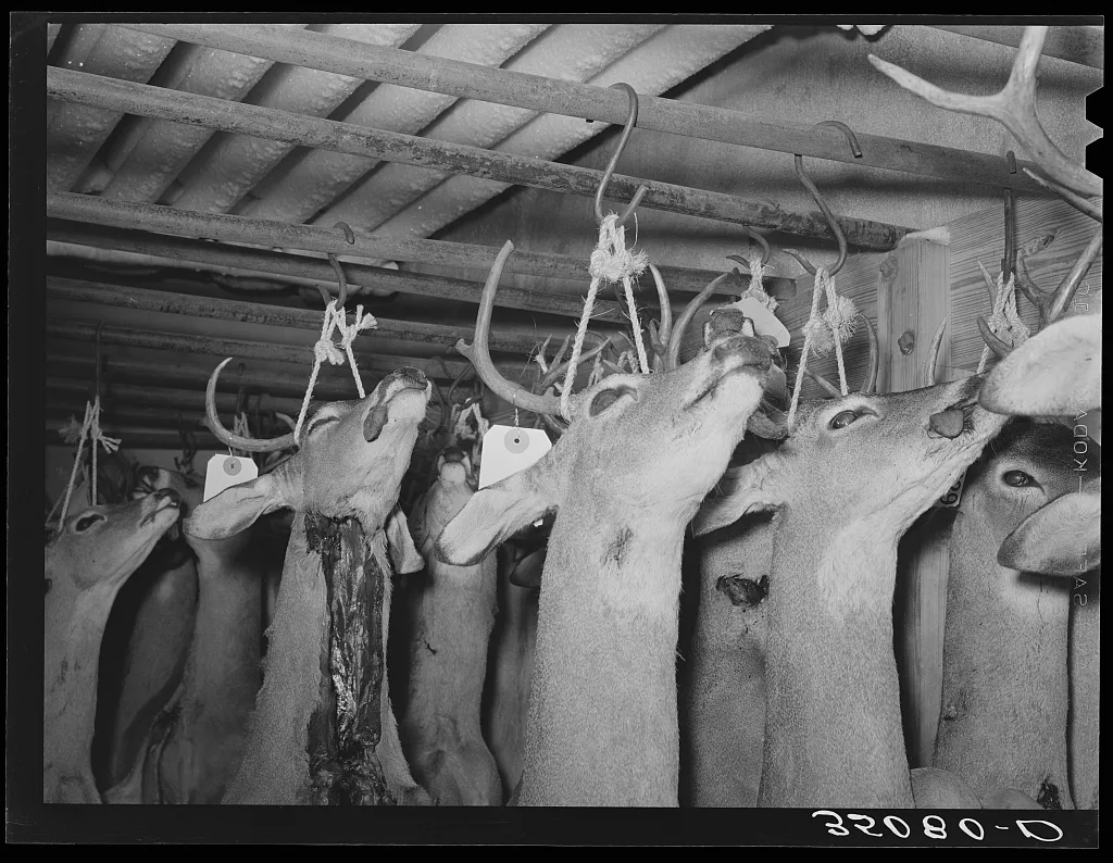 Heads of deer shot by hunters. Mason, Texas, 1939