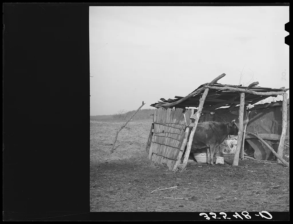 Cowshed on farm of Negro farmer in McIntosh County, Oklahoma, 1940
