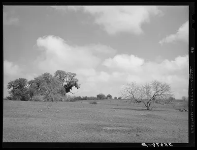 Landscape. Refugio County, Texas, 1940
