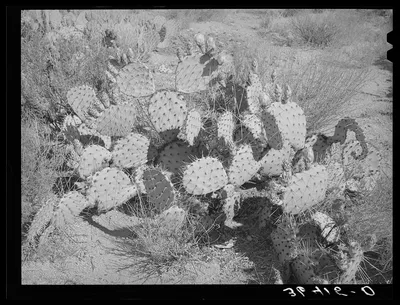 Cactus. Graham County, Arizona, 1940