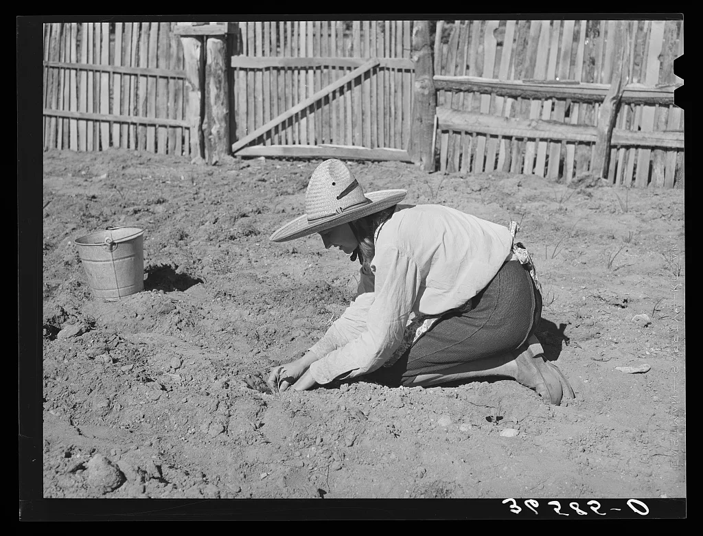 Mrs. Faro Caudill settling out cabbage plants in her garden. Pie…, New Mexico, 1940
