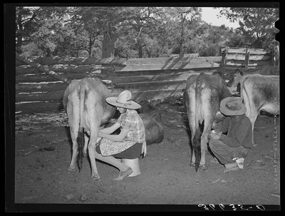 Mr. and Mrs. Caudill milking. They have six cows, two calves, and…, New Mexico, 1940