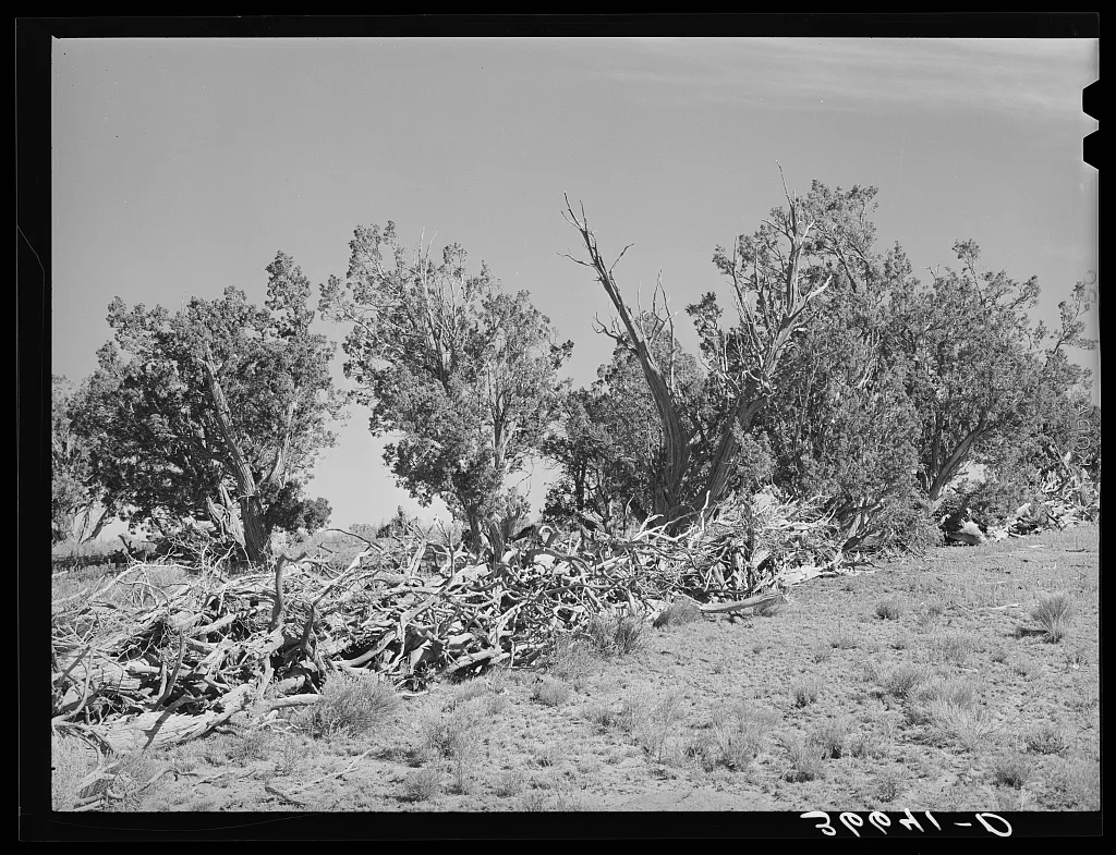 Fence made of dead trees and brush. Pie Town, New Mexico, 1940