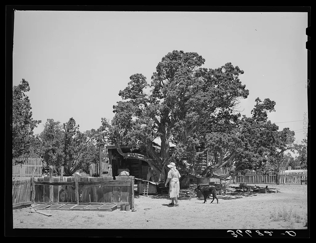 On the farm of the Huttons. Notice the seed bed by the fence at the…, New Mexico, 1940