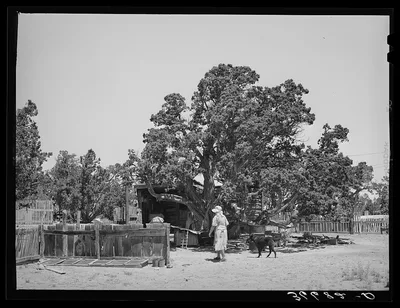 On the farm of the Huttons. Notice the seed bed by the fence at the…, New Mexico, 1940