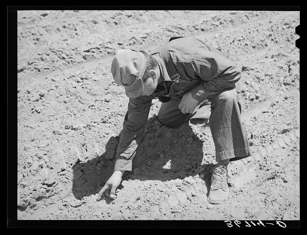 George Hutton examining ground to see if beans are sprouting. Pie…, New Mexico, 1940