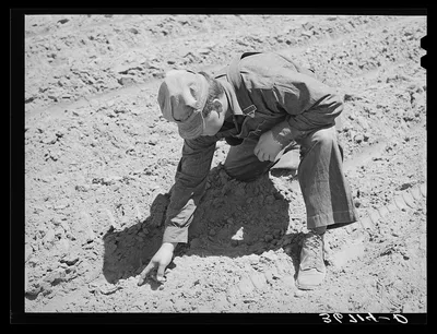 George Hutton examining ground to see if beans are sprouting. Pie…, New Mexico, 1940