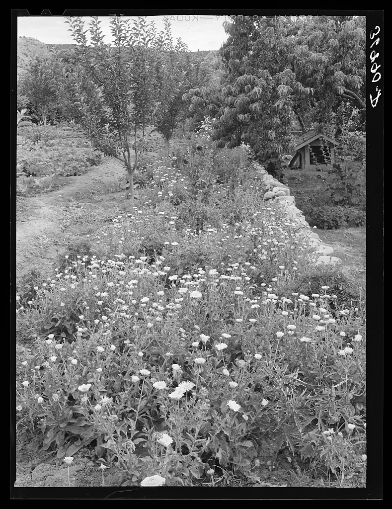 Flower garden. Dixon, New Mexico, 1940