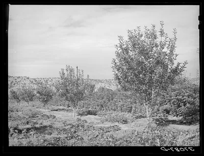 Orchard. Dixon, New Mexico, 1940