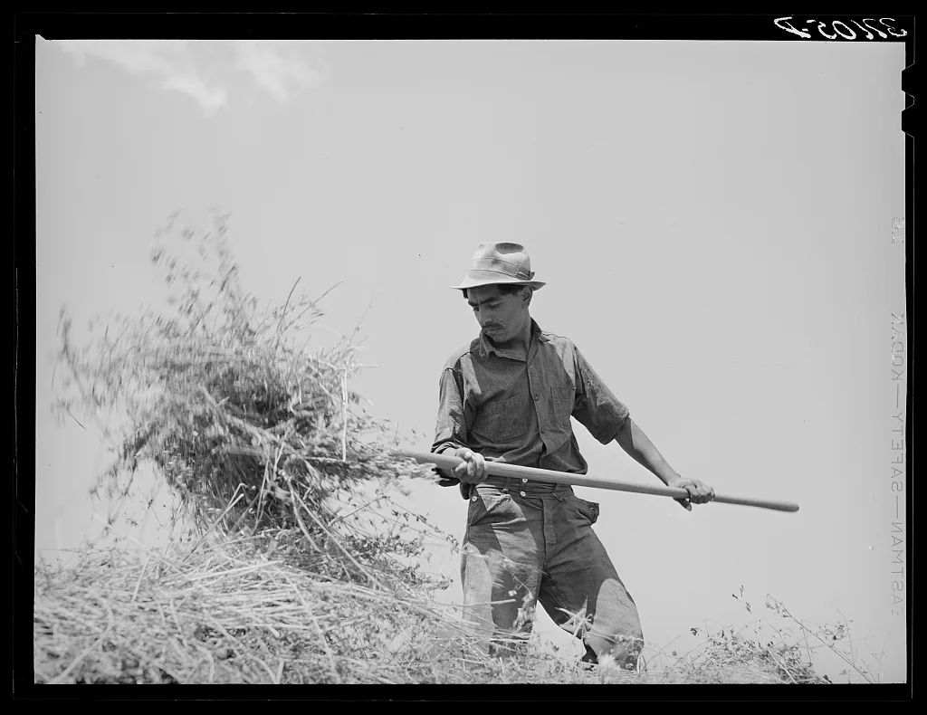 Spanish-American farmer pitching hay. Chamisal, New Mexico, 1940