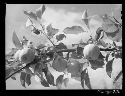 Apples are one of the main fruit crops along the Rio Pueblo at Dixon,…, New Mexico, 1940