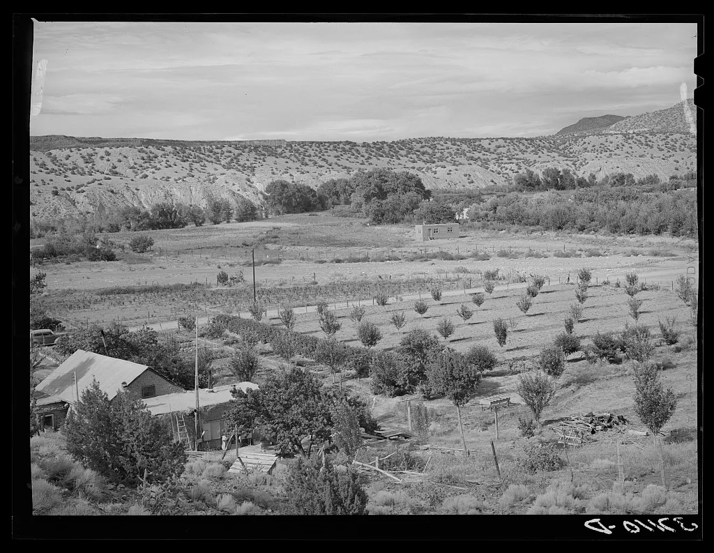 Orchard of farmer at Dixon, New Mexico, 1940