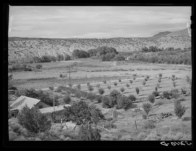 Orchard of farmer at Dixon, New Mexico, 1940