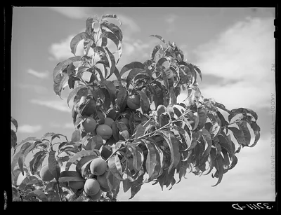 Peaches are grown at Dixon, New Mexico, 1940