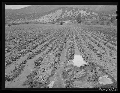 Irrigated bean field. Amalia, New Mexico, 1940
