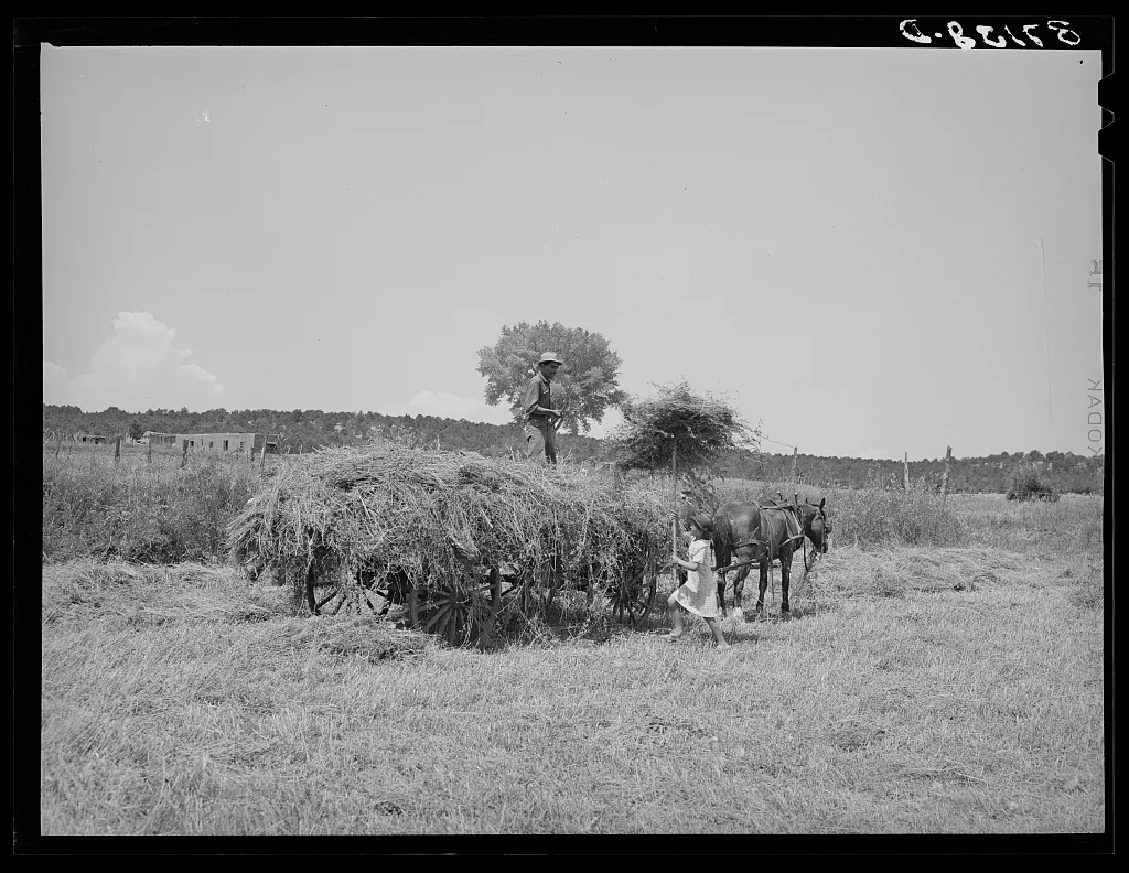 [Untitled photo, possibly related to: Pitching hay on…, New Mexico, 1940