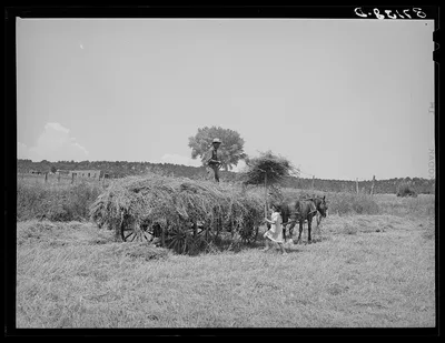 [Untitled photo, possibly related to: Pitching hay on…, New Mexico, 1940