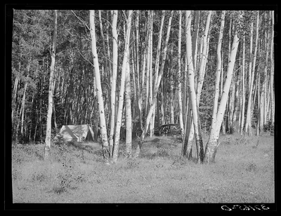 Campers in the aspen groves of Santa Barbara Canyon, near Llano, Taos…, New Mexico, 1940