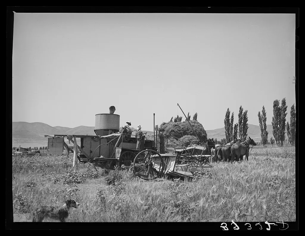 Old method of powering a combine by using several horses. Box Elder…, Utah, 1940