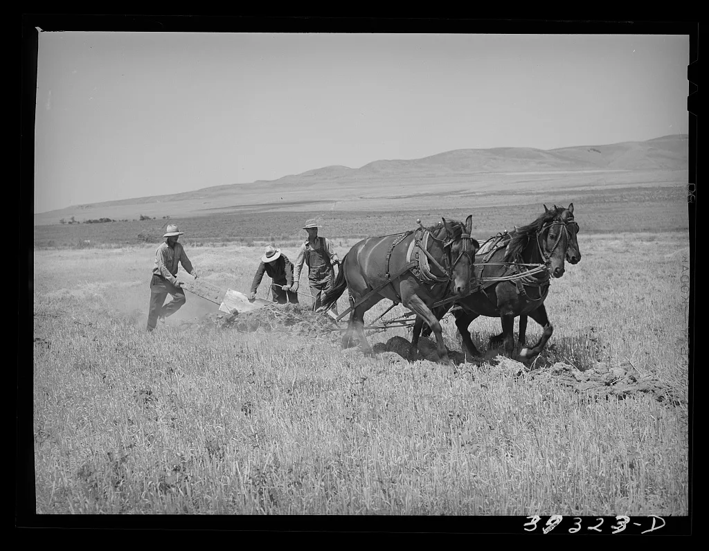 FSA (Farm Security Administration) cooperative. West Bear river…, Utah, 1940