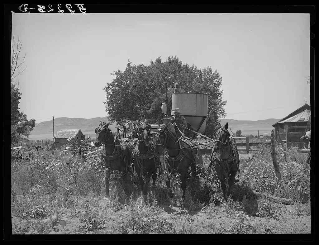 [Untitled photo, possibly related to: The old method of drawing a…, Utah, 1940