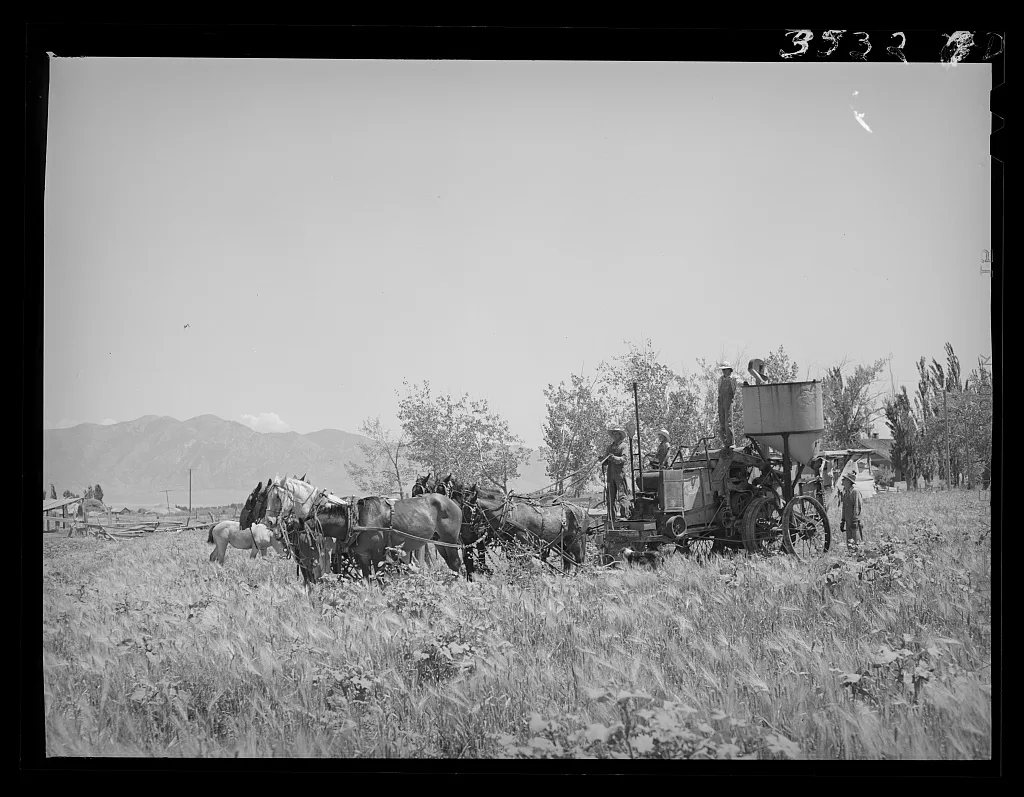 [Untitled photo, possibly related to: The old method of drawing a…, Utah, 1940