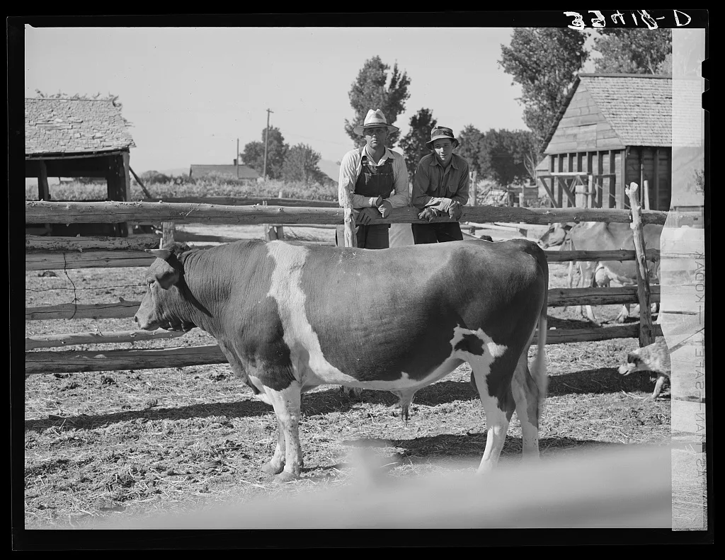 FSA (Farm Security Administration) cooperative bull. Box Elder…, Utah, 1940