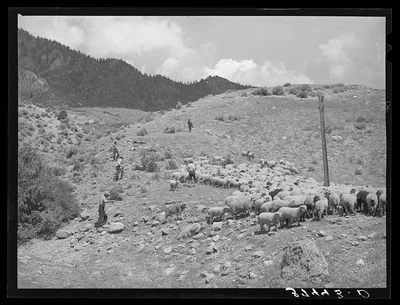 Driving fat lambs to Cimarron, Colorado, for shipping to Denver,…, 1940