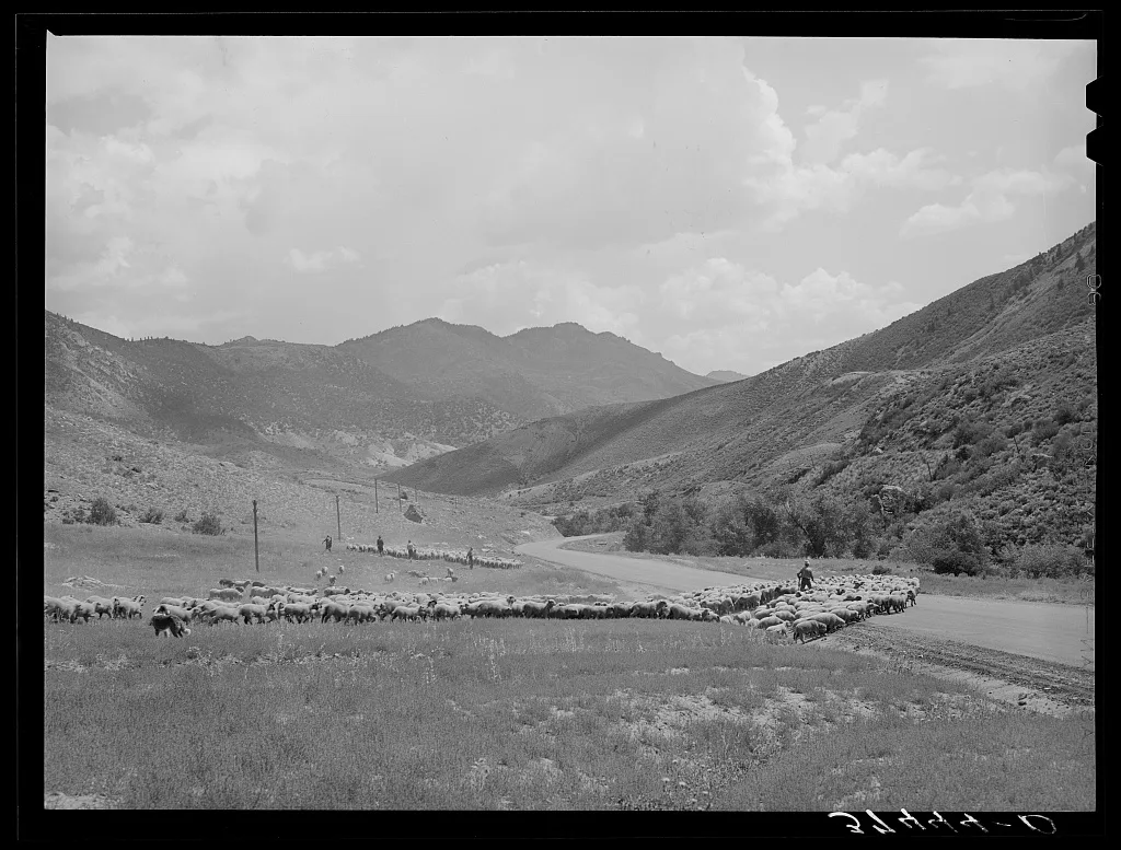 Driving fat lambs to Cimarron, Colorado, for shipping to Denver,…, 1940