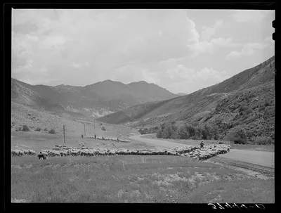 Driving fat lambs to Cimarron, Colorado, for shipping to Denver,…, 1940