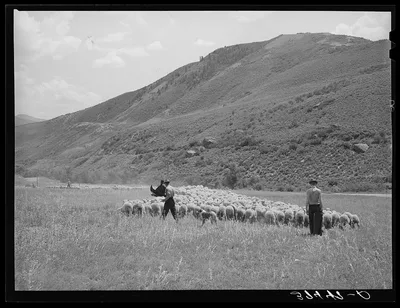 Driving fat lambs to Cimarron, Colorado, for shipping to Denver,…, 1940