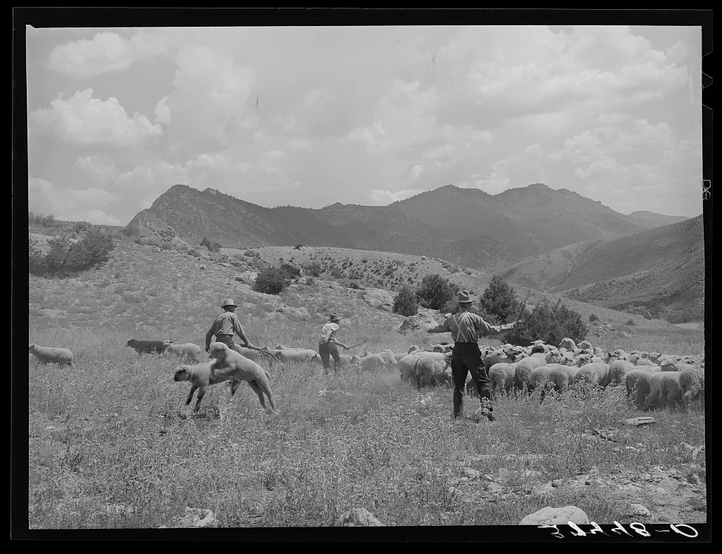 Driving fat lambs to Cimarron, Colorado, for shipping to Denver,…, 1940