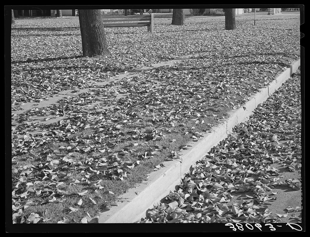 Dead leaves in the fall. Marysville, California, 1940