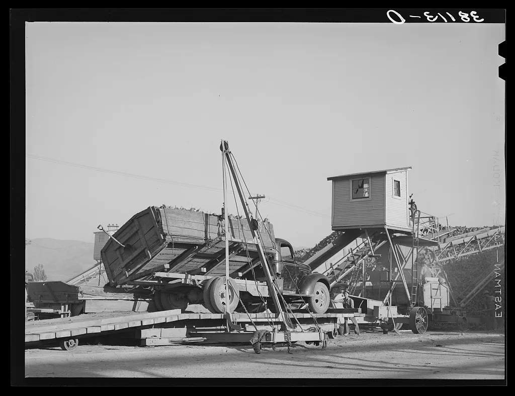 Unloading truckful of sugar beets at sugar beet plant. Lewiston, Utah, 1940