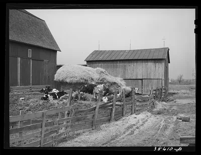 Photograph from Ohio: Barnyard scene. Hancock County, Ohio