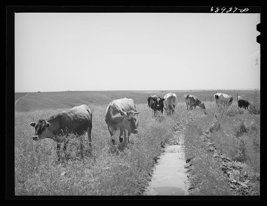 Cows belong to Mr. Browning, FSA (Farm Security Administration)…, Oregon, 1941