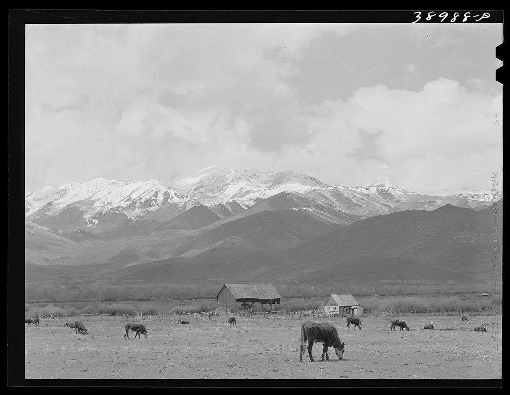 Pasture and snow-covered Uinta Mountains in the spring. Heber, Utah, 1941