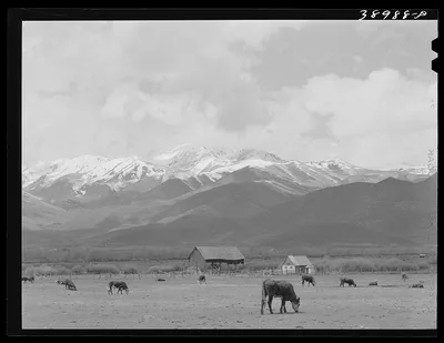 Pasture and snow-covered Uinta Mountains in the spring. Heber, Utah, 1941