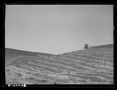 Photograph from Washington: Tractor-drawn combine in wheat. Whitman County,…