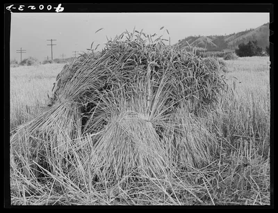 Barley in the shock. Whitman County, Washington, 1941